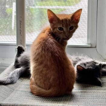 Ray -  Domestic Short Hair Cat for Adoption in Brownsboro, Alabama - Ray | PetCurious