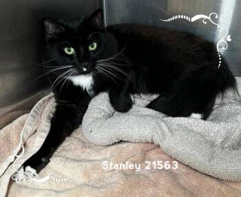 STANLEY -  Domestic Long Hair Cat for Adoption in Marietta, Georgia - STANLEY | PetCurious