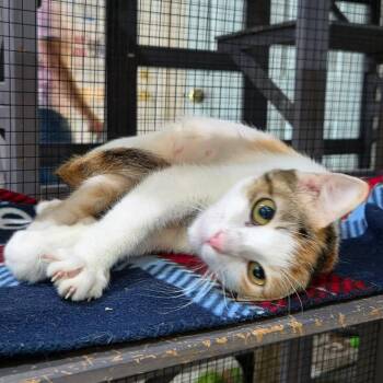 Kelly -  Domestic Short Hair Cat for Adoption in Pinellas Park, Florida - Kelly | PetCurious
