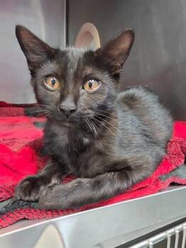KORVO -  Domestic Short Hair Cat for Adoption in Fort Walton Beach, Florida - KORVO | PetCurious