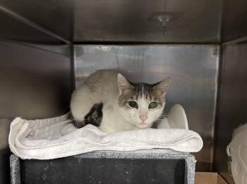 Snowy -  Domestic Short Hair Cat for Adoption in New York, New York - Snowy | PetCurious