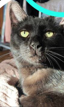 Rescue Domestic Short Hair Cats for Adoption in Telford, Pennsylvania - Black Bear | PetCurious