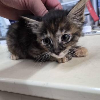Cyndi Lauper -  Domestic Short Hair Cat for Adoption in Ardmore, Oklahoma - Cyndi Lauper | PetCurious