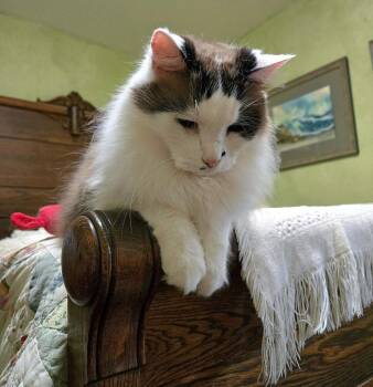 Puffy26 -  Siamese Cat for Adoption in Youngsville, North Carolina - Puffy26 | PetCurious