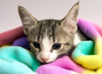 Domestic Short Hair Cats Available for Adoption - CRASH | PetCurious