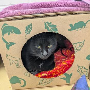 Domestic Short Hair Cats Available for Adoption in Fairport, New York - Phlox | PetCurious