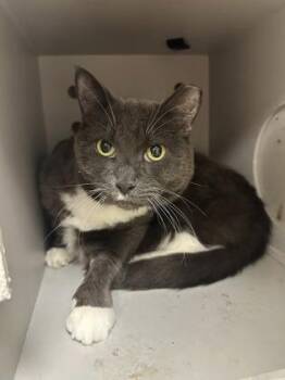 Domestic Short Hair Cats Available for Adoption in Quakertown, Pennsylvania - Astrid | PetCurious