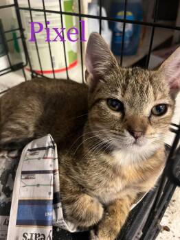 Pixel -  Domestic Short Hair Cat for Adoption in Princeton, Indiana - Pixel | PetCurious