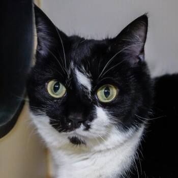 Domestic Short Hair Cats Available for Adoption - Lechita | PetCurious