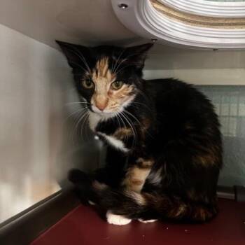 Lucy -  Domestic Short Hair Cat for Adoption in Hutchinson, Minnesota - Lucy | PetCurious