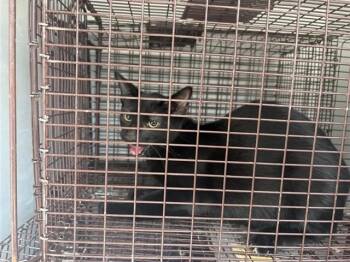 A660988 -  Domestic Medium Hair Cat for Adoption in Houston, Texas - A660988 | PetCurious