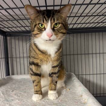 Rescue Domestic Short Hair Cats for Adoption in Puslinch, Ontario - Root Beer | PetCurious