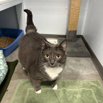 Domestic Short Hair Cats Available for Adoption - Kitty | PetCurious