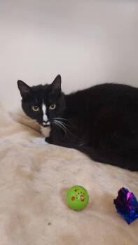 Rescue Tuxedo Cats for Adoption in Myerstown, Pennsylvania - Salem | PetCurious