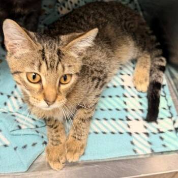 Meowzer -  Domestic Short Hair Cat for Adoption in Horn Lake, Mississippi - Meowzer | PetCurious