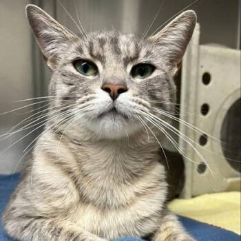 Domestic Short Hair Cats Available for Adoption in Lansing, Michigan - Cherri | PetCurious