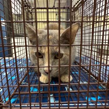 Rescue Domestic Short Hair Cats for Adoption in Galveston, Texas - Eeyore | PetCurious