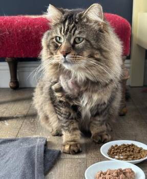 Domestic Long Hair Cats Available for Adoption - Charlemagne  | PetCurious