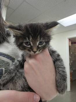 Roobius -  Tabby Cat for Adoption in Sammamish, Washington - Roobius | PetCurious