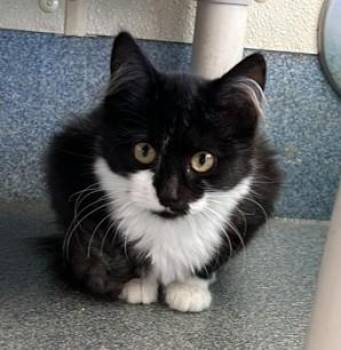Truffles -  Domestic Medium Hair Cat for Adoption in Suffolk, Virginia - Truffles | PetCurious