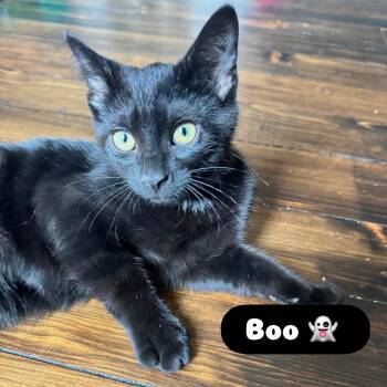 Boo -  Domestic Short Hair Cat for Adoption in Mcdonald, Pennsylvania - Boo | PetCurious