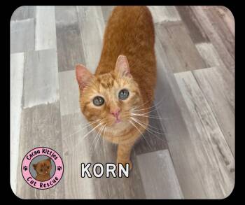 Korn -  Domestic Short Hair Cat for Adoption in Hershey, Pennsylvania - Korn | PetCurious