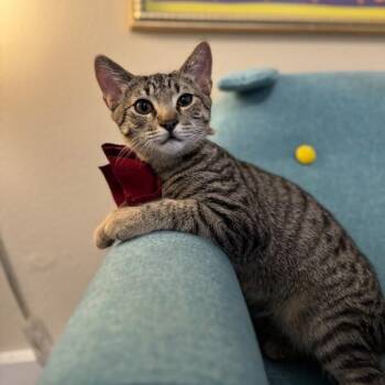 Troy Gashi -  Tabby and Domestic Short Hair Cat for Adoption in Friendswood, Texas - Troy Gashi | PetCurious