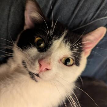 Timmy -  Domestic Short Hair Cat for Adoption in Chicago, Illinois - Timmy | PetCurious