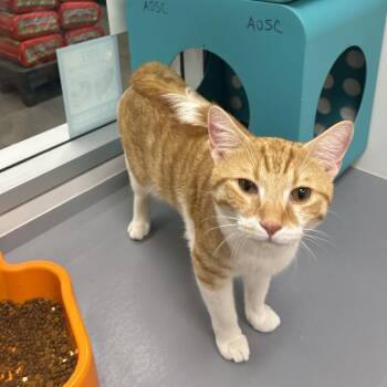 Hashbbrown -  Domestic Short Hair Cat for Adoption in Shelbyville, Indiana - Hashbbrown | PetCurious
