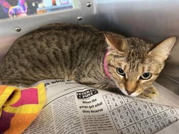 DANIELLA -  Domestic Short Hair Cat for Adoption in Grand Prairie, Texas - DANIELLA | PetCurious