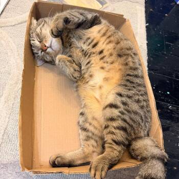 Sky -  Domestic Short Hair and Tabby Cat for Adoption in New York, New York - Sky | PetCurious