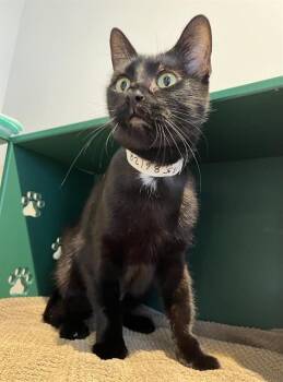 Domestic Short Hair Cats Available for Adoption in San Francisco, California - LORENA | PetCurious