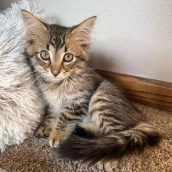 Bumi -  Domestic Medium Hair Cat for Adoption in Pardeeville, Wisconsin - Bumi | PetCurious