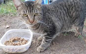 Rescue Tabby Cats for Adoption in Mobile, Alabama - ~ Courtesy ~ Goldie | PetCurious