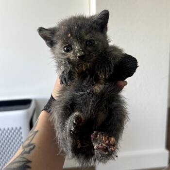 Domestic Short Hair Cats Available for Adoption in Long Beach, California - Shark | PetCurious