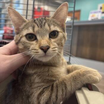 Ki-lee -  Domestic Short Hair Cat for Adoption in Wilmington, Delaware - Ki-lee | PetCurious