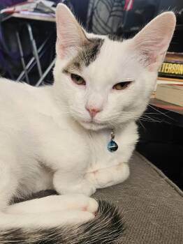 Cody -  Turkish Van Cat for Adoption in Los Angeles, California - Cody | PetCurious