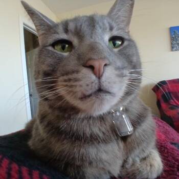 Blue -  Domestic Short Hair Cat for Adoption in Lakewood, Colorado - Blue | PetCurious