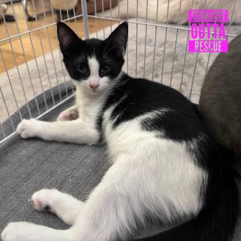Magpie -  Domestic Short Hair Cat for Adoption in Vancouver, British Columbia - Magpie | PetCurious