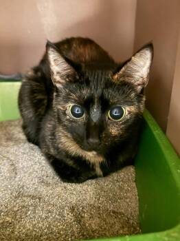 Domestic Short Hair Cats Available for Adoption in Blountville, Tennessee - Sam | PetCurious