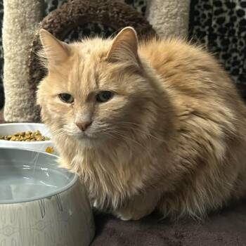 Domestic Medium Hair Cats Available for Adoption - Cody | PetCurious