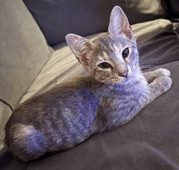Pepper -  Domestic Short Hair Cat for Adoption in Oviedo, Florida - Pepper | PetCurious