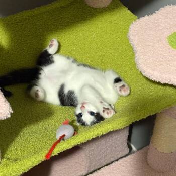 Scoop -  Domestic Short Hair Cat for Adoption in Fort Collins, Colorado - Scoop | PetCurious