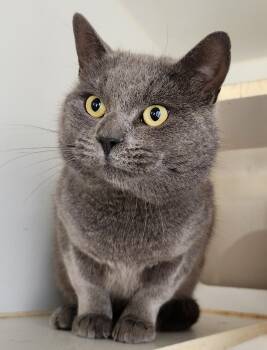 Rescue Domestic Short Hair Cats for Adoption in Mansfield, Connecticut - Laptop | PetCurious