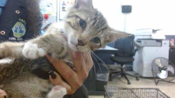 CAMMY -  Domestic Short Hair Cat for Adoption in Doral, Florida - CAMMY | PetCurious