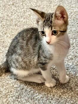 Goose -  Domestic Short Hair Cat for Adoption in Fort Collins, Colorado - Goose | PetCurious