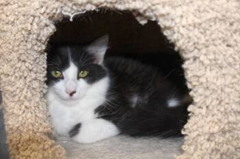 Rescue Domestic Long Hair Cats for Adoption in Urbana, Ohio - Jackson | PetCurious