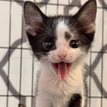 Bowie -  Domestic Short Hair Cat for Adoption in Effingham, Illinois - Bowie | PetCurious