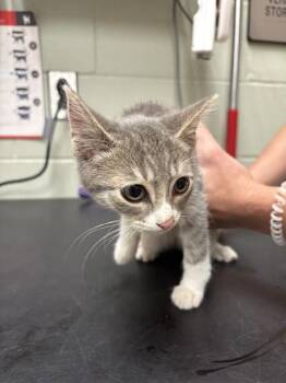 CARLISLE -  Domestic Short Hair Cat for Adoption in Minneapolis, Minnesota - CARLISLE | PetCurious
