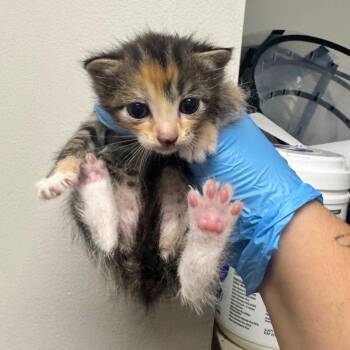 Puppy Pads -  Domestic Short Hair Cat for Adoption in Columbiana, Alabama - Puppy Pads | PetCurious